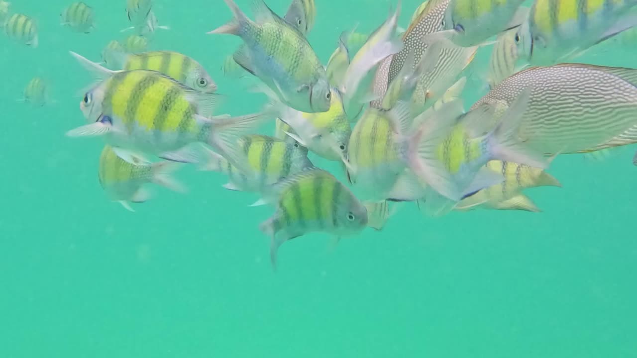 Colorful striped fish swim gracefully in clear, turquoise waters, showcasing their vibrant patterns and lively movement.