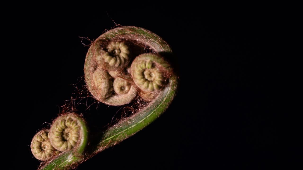 Cyathea cinsi eğrelti otu doğal olarak açılarak canlanıyor. Kopyalama alanına sahip dikey makro yakın çekim, siyah arka plan.