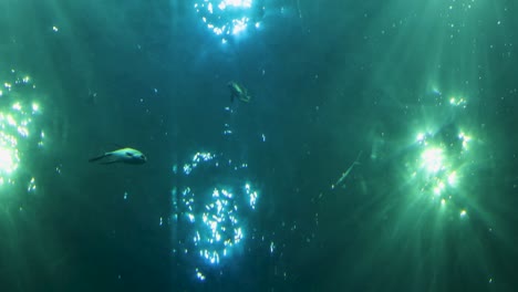 fish swimming in illuminated aquarium waters