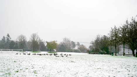 Enten-Laufen-Auf-Schneebedecktem-Park