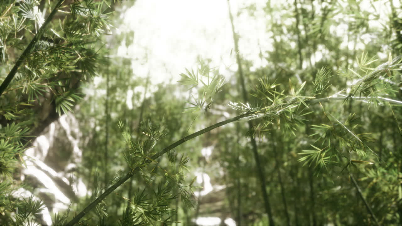 el bosque de bambú verde en hawai