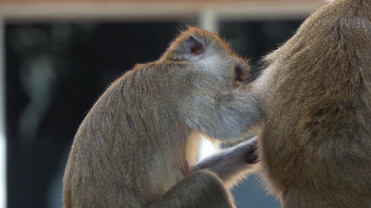 Monkey Grooming Another Monkey