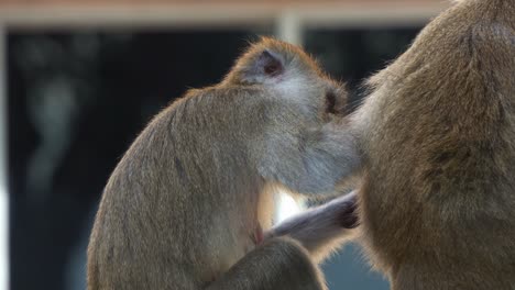monkey grooming another monkey