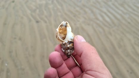 male hand holding hermit crab hidden inside small scavenged mollusc seashell on windy beach in anglesey, north wales