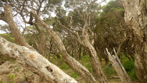 ramas retorcidas de gran angular del bosque de árboles moonah costeros australianos