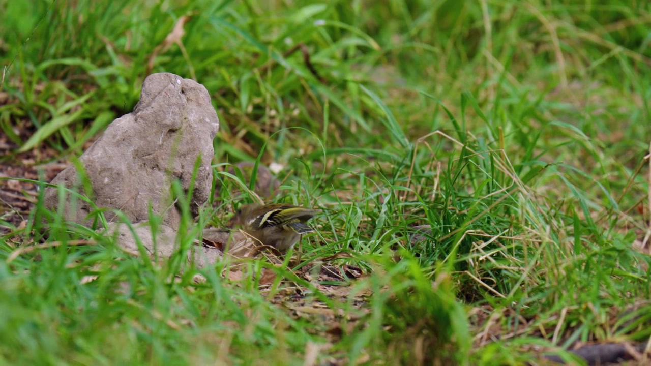 Common Chaffinch Feeds And Pecks On Grassy Ground In The Forest. Close-up Shot