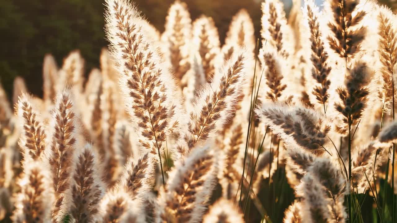 Close-up, low-angle shot of fluffy grass in warm sunlight, creating a serene, dreamy atmosphere
