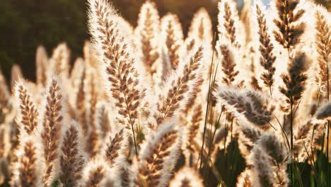 close-up, low-angle shot of fluffy grass in warm sunlight, creating a serene, dreamy atmosphere