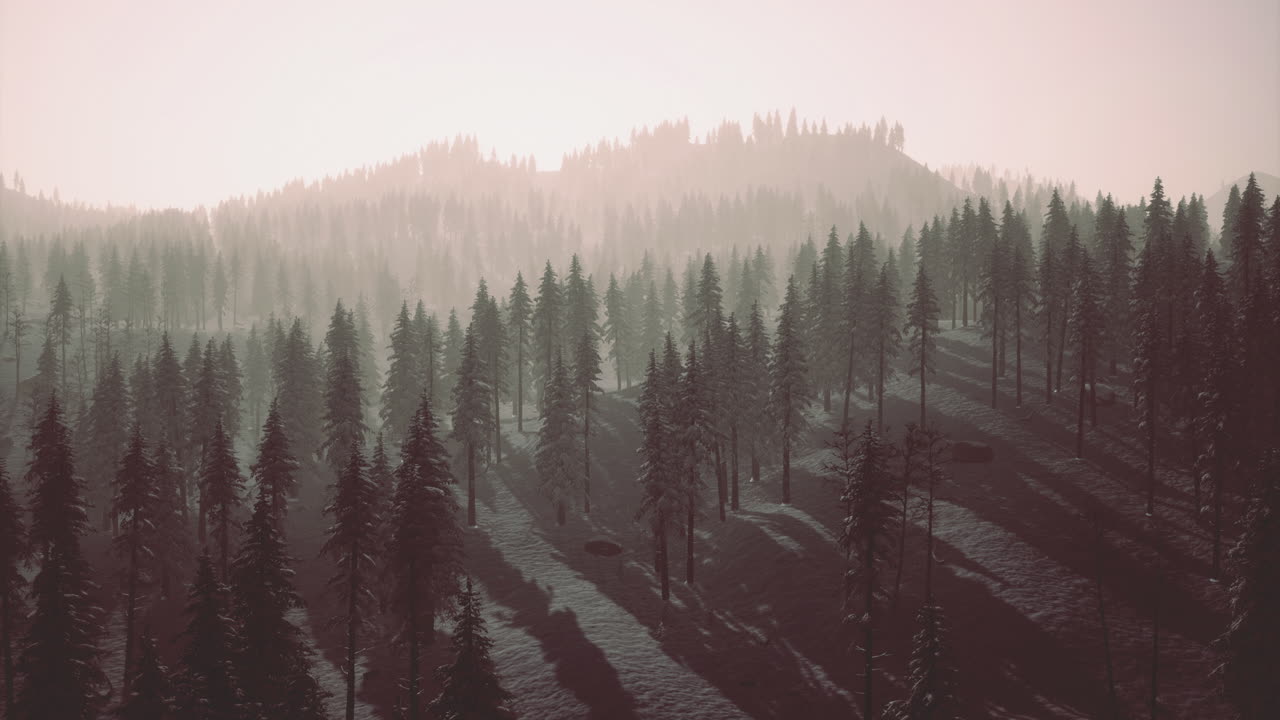 Serene winter landscape with towering trees and soft morning light