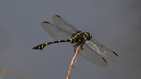 The-Common-Flangetail-dragonfly-is-commonly-seen-in-Thailand-and-Asia