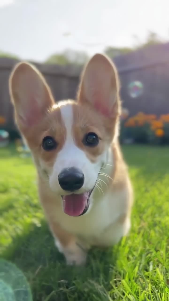 Corgi juguetón en un jardín, capturado a la altura de los ojos. Vibrante y alegre, perfecto para un video de mascotas