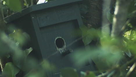 Bird-bluetit-flying-into-aviary----slow-motion