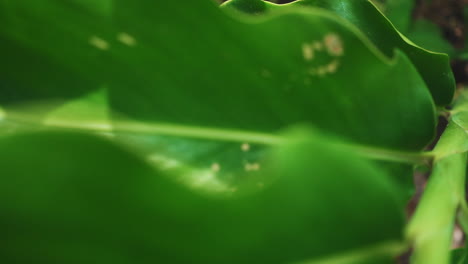 vista cercana de hojas verdes texturizadas de planta en cámara lenta