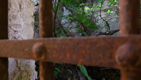 rusty fence view of overgrown garden