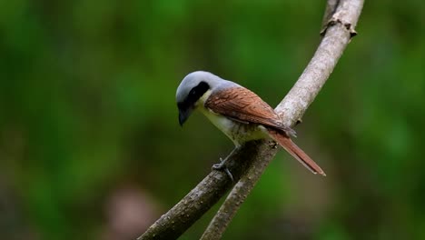 The-Tiger-Shrike-got-its-name-from-the-Tiger-like-pattern-on-its-feathers-as-it-is-also-a-predator-of-a-bird-that-feeds-on-insects,-very-small-mammals,-and-even-birds-of-its-size