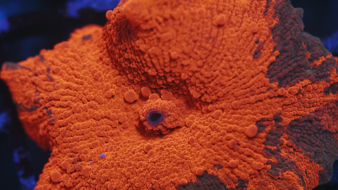 Macro shot of Candy Crush Discosoma coral under actinic lighting, featuring deep red-orange color with dark mottled patches on smooth polyp surface in reef aquarium