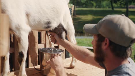 joven agricultor caucásico barbudo ordeñando cabra llenando una olla de robo con leche saludable bio orgánica natural fresca