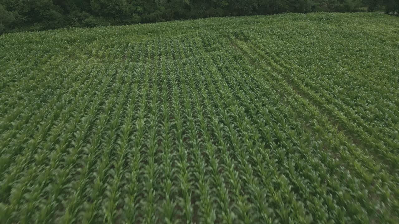 Aerial drone view of green cornfield