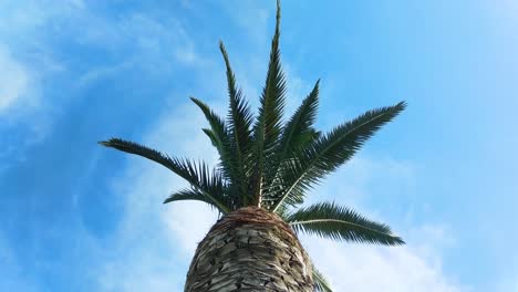 palm. high tropical tree in the summer