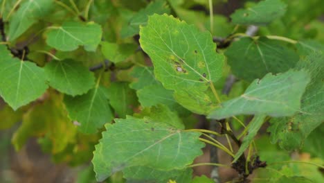 las hojas amarillas de otoño son movidas por el viento