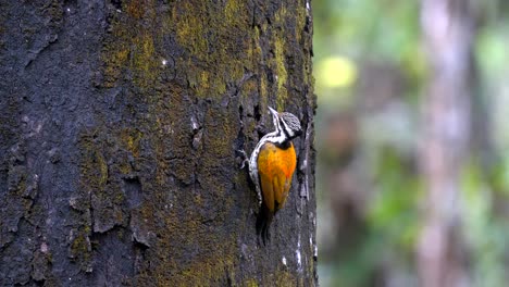 Ein-Himalaya-Flammrückenspecht,-Der-Maden-Und-Insekten-Von-Der-Rinde-Eines-Baumes-Pflückt