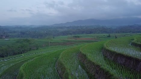 Trabajo-De-Granjero-En-El-Campo-De-Arroz,-Java-Central,-Indonesia