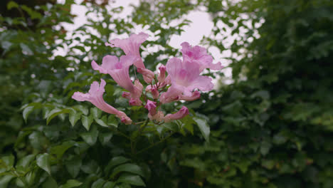 orbit of a bumble bee as it feeds from a pink trumpet vine flower in a new zealand garden