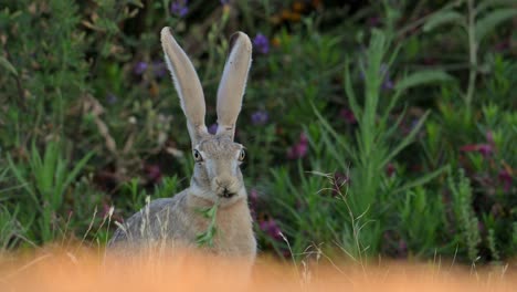cape hare (lepus capensis), also called the brown hare and the desert hare eating alfalfa grass.