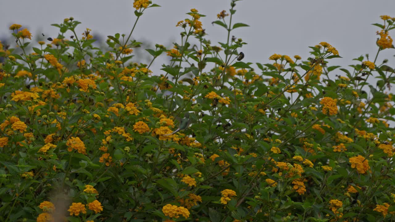 Colibrì cora maschio (Thaumastura cora) che si nutre di fiori gialli di lantana in campo lungo, con piante di lantana che riempiono l'intera inquadratura