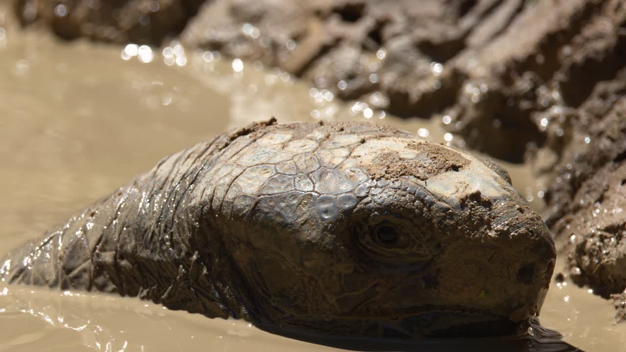 Close-up shot of an Aldabra giant tortoise head resting in brown mud under bright sunlight