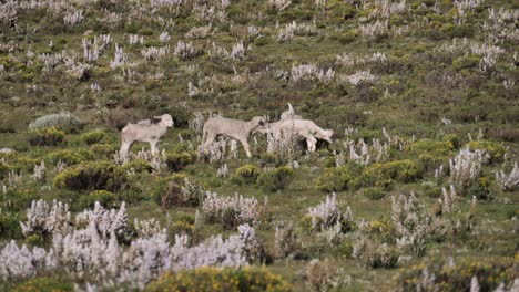 Five-cute-baby-lambs-explore-breezy-green-meadow-of-wild-flowers