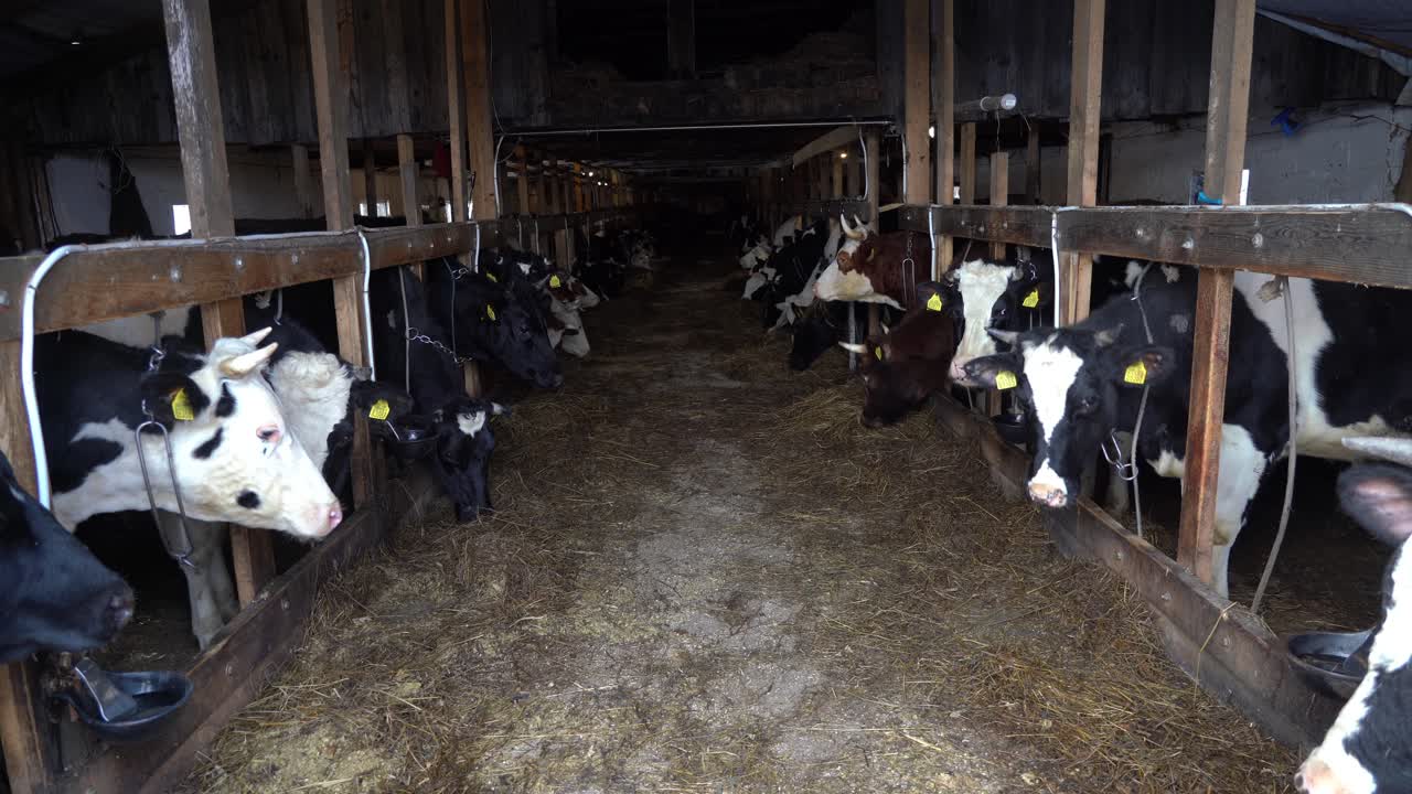 A pastoral symphony: Experience the serene vistas of a bustling cow farm, where age-old traditions harmonize with nature's pace