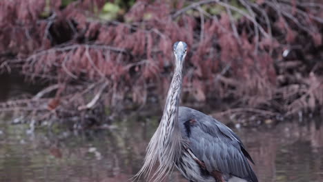 Grey-heron-in-a-stream-at-a-city-park