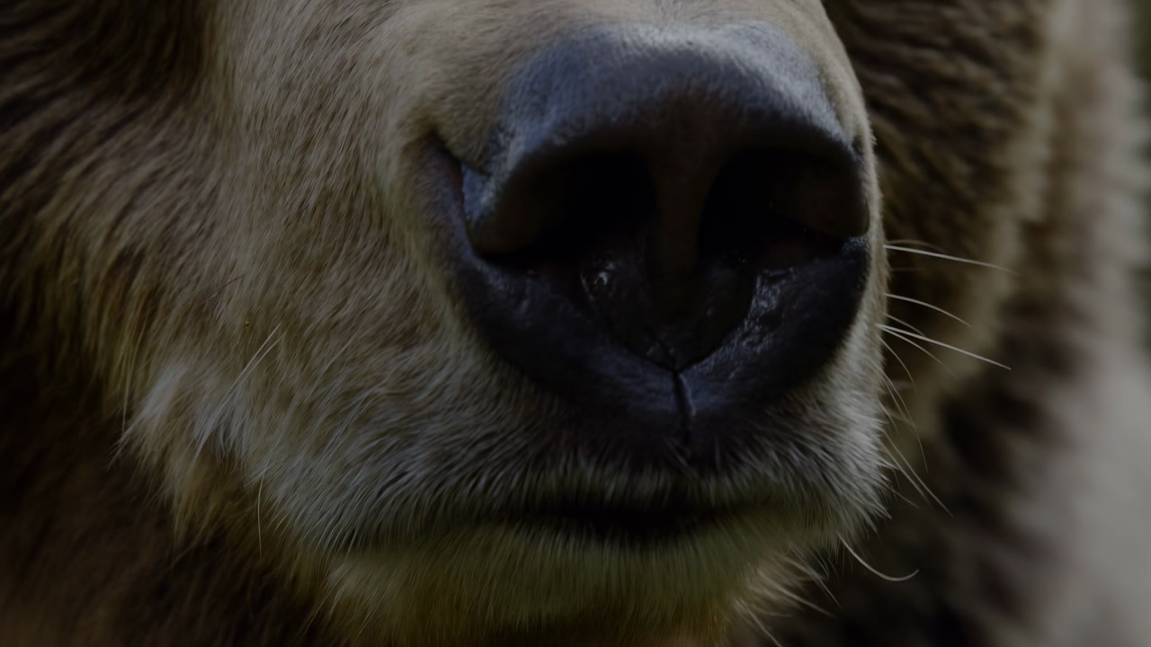 Closeup Brown Bear Snout In Forest, Wet Nose And Whiskers, Shallow Depth Of Field, Soft Ambient Light, Rich