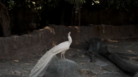 white peacock standing on a rock in the woodland