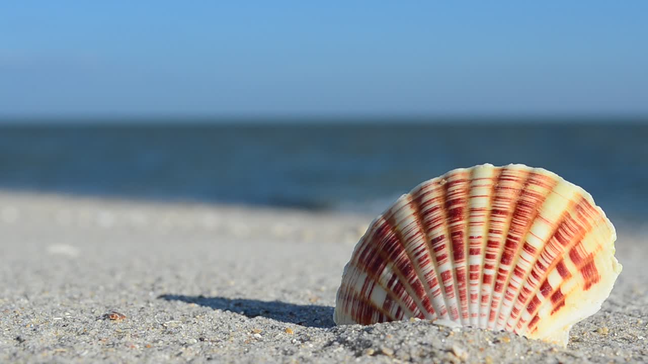 Cockleshells on sand against the background of waves. Shooting on the beach