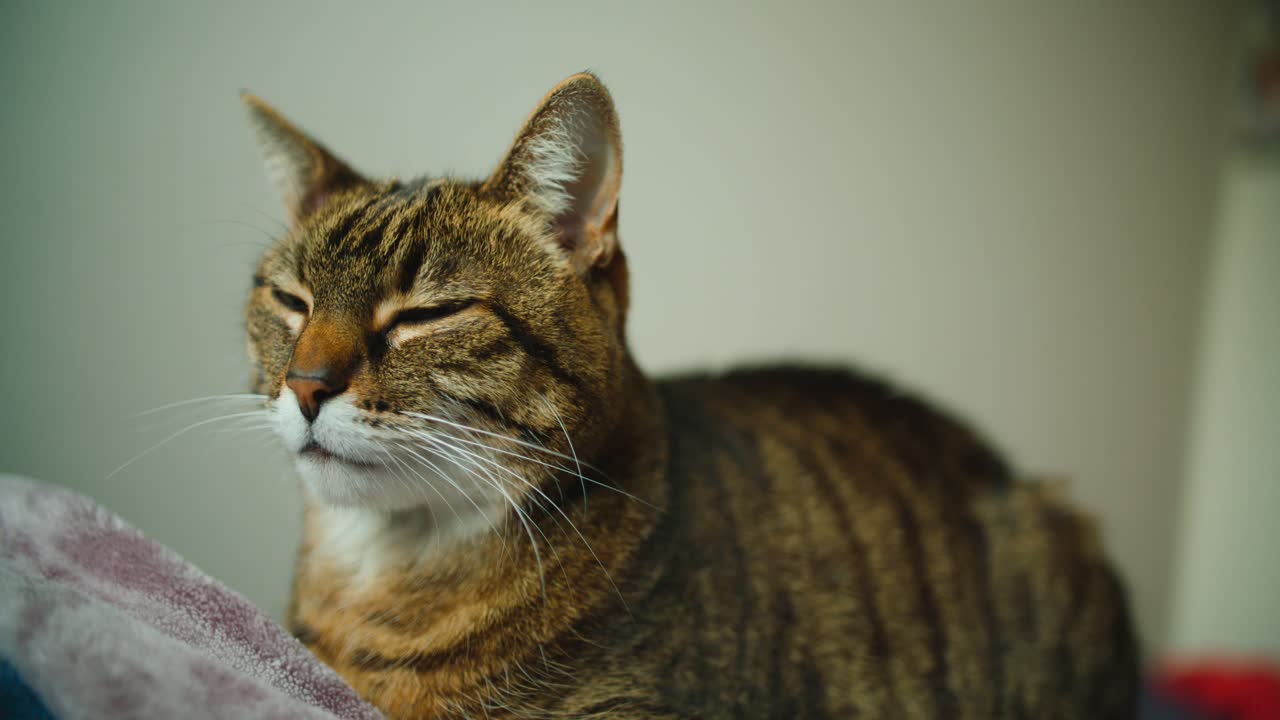 Gatto domestico tigrato seduto con gli occhi chiusi sopra una coperta all'interno di un appartamento
