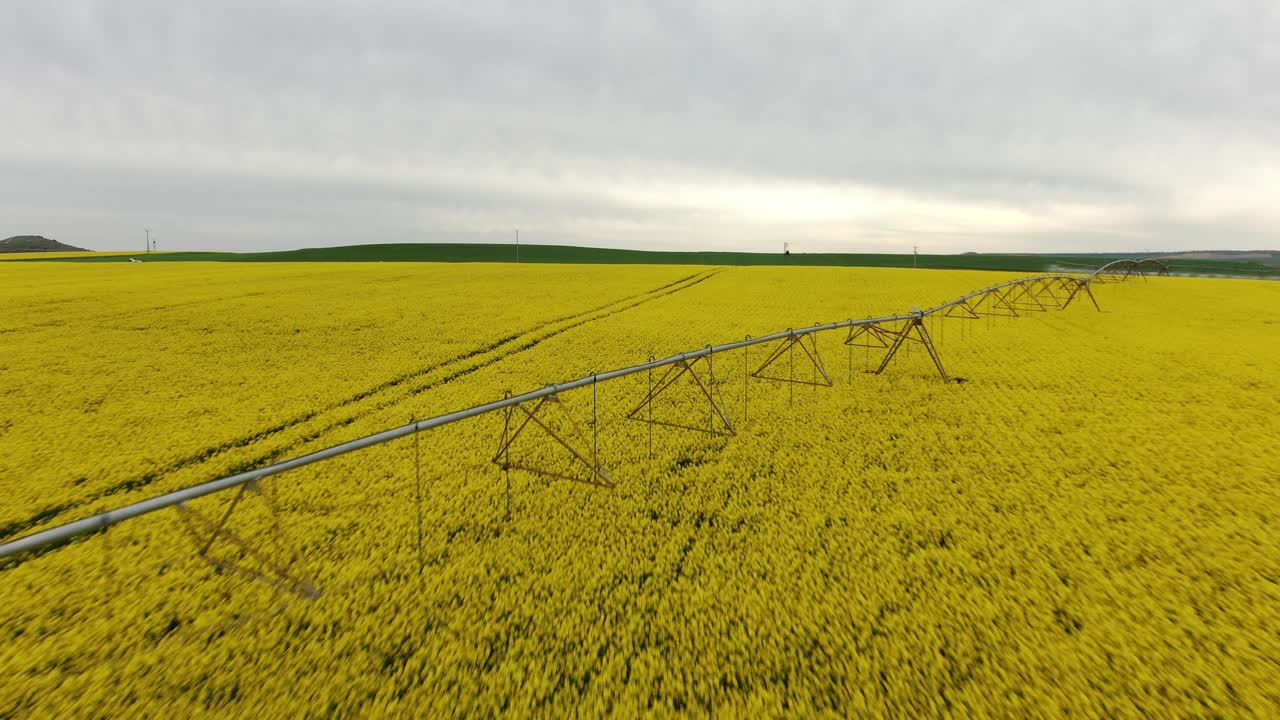 Impact sprinkler on a colza field. Irrigation to obtain vegetable oil in Valladolid, Spain. 4K Drone. Aerial Cenital Footage