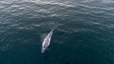 Imágenes-De-Drones-De-Una-Ballena-Azul-Echando-Chorros