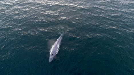 imágenes de drones de una ballena azul echando chorros