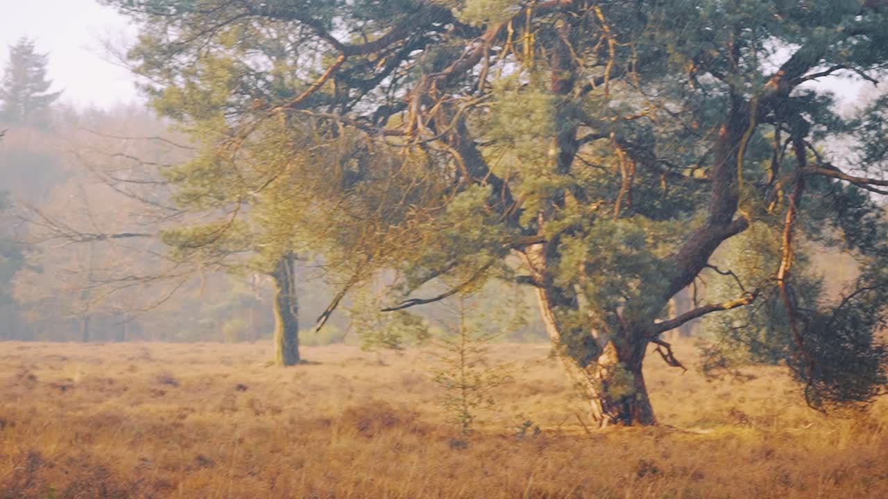 Brughiera autunnale arancione con alberi sotto la pioggia