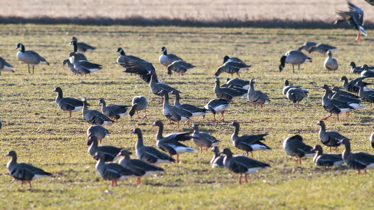 una gran bandada de gansos albifrones de frente blanca en el campo de trigo de invierno durante la migración de primavera
