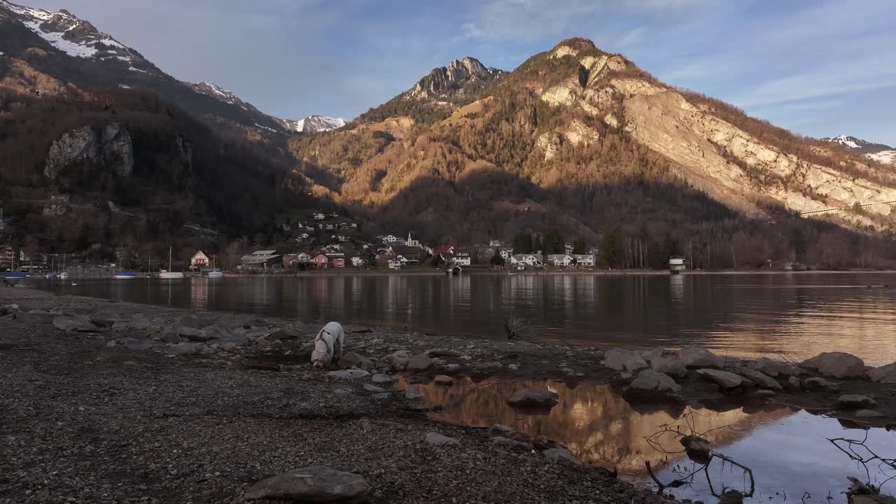 Walensee, Switzerland, dog walking, golden sunset over mountains, peaceful lakeside village and stunning reflections.