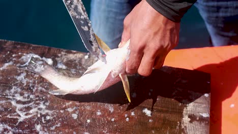 a person uses a knife to descale and clean a fish on a wooden board outdoors, under bright natural sunlight, with close-up camera angles