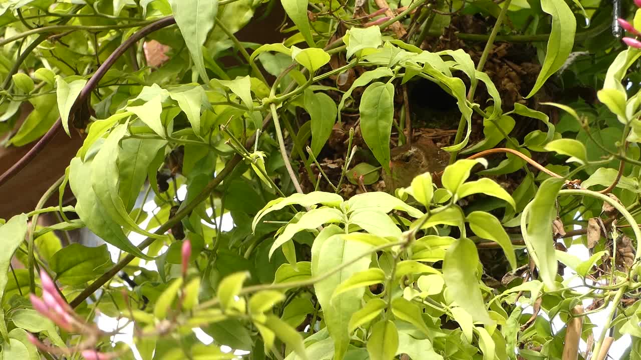 Un maschio di scricciolo emerge dal nido.