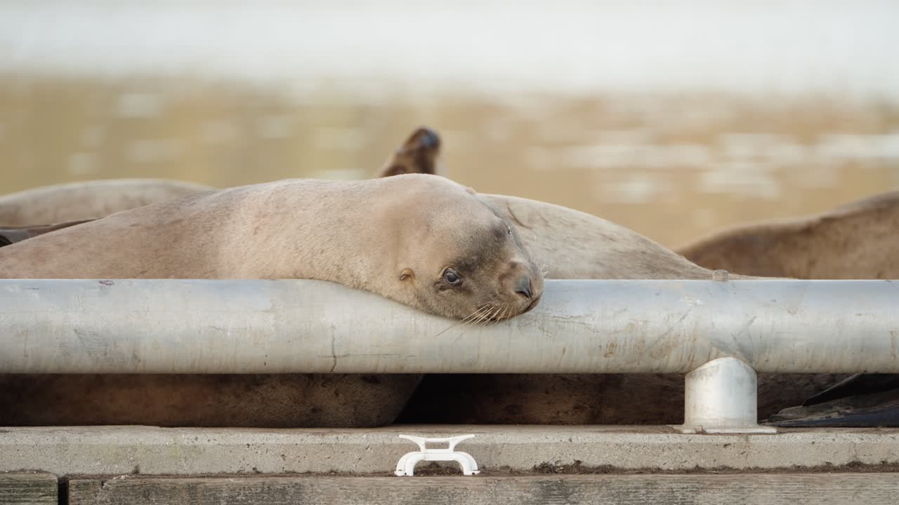 Sea lions rest on the floating breakwater in calm autumn setting