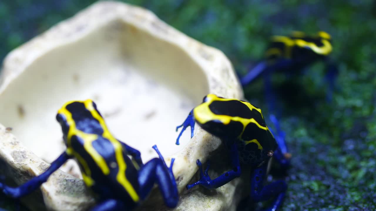 лягушка с черным и желтым пятном