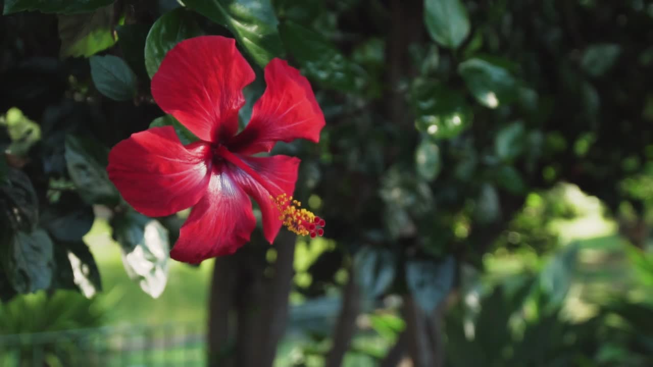 Fiore di ibisco rosso in un giardino