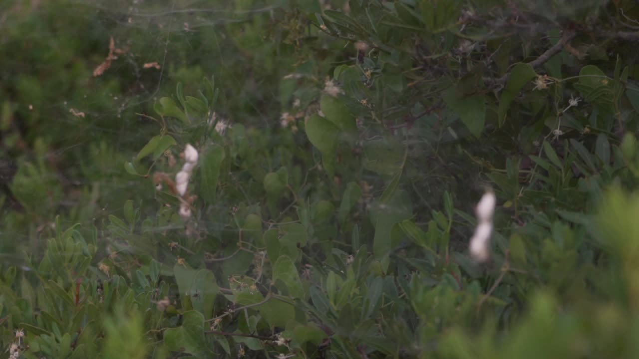 primer plano de tela de araña en hojas de árboles densos 120fps, movimiento panorámico