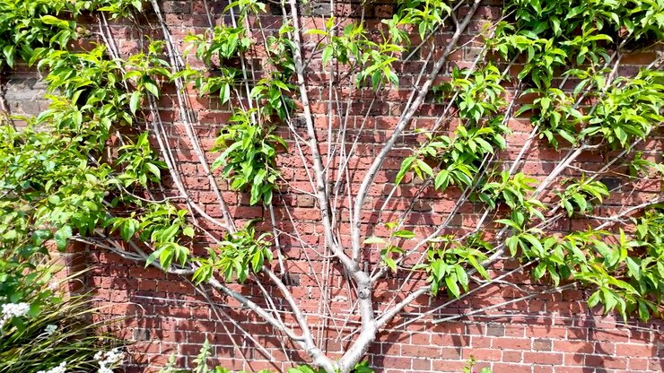 An espaliered fruit tree with vibrant green leaves is meticulously trained against an old red brick wall, showcasing a traditional gardening technique. The branches are spread in a fan like pattern.